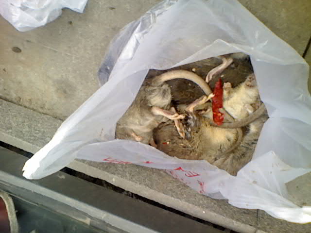 重慶石坪橋美食一條街特大鼠害！